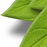 create a realitic d leaf in photoshop