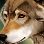 Realistically Painting for an Animal Artwork