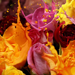 Apply Liquefied Effect to Colorful Flowers