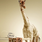 Amazing Scenery Creation Ironing the Giraffes Skin