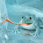 Frog Preying Insect under Water Scenery