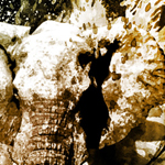 Create a Fabulous Spreading Effect for an Elephant