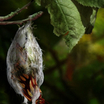 Making of a Born Butterfly Scenery