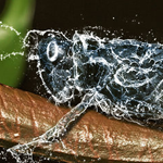 Apply Water Effect for Creature