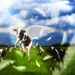 Photo Manipulating a Flying Cow Image