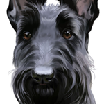 Painting a Cute Dog in Photoshop