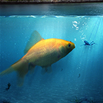 Create an Underwater Scene of a Giant Goldfish icon